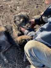 CELIA, Hund, Mischlingshund in Rumänien - Bild 8
