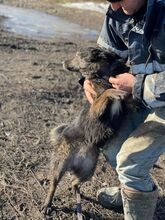 CELIA, Hund, Mischlingshund in Rumänien - Bild 9