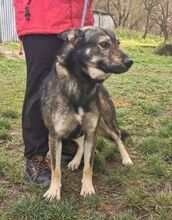 BRANDON, Hund, Tschechoslowakischer Wolfshund-Mix in Slowakische Republik - Bild 7