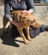 BACON, Hund, Terrier-Mix in Ungarn - Bild 15