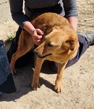 BACON, Hund, Terrier-Mix in Ungarn - Bild 2