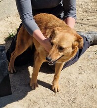 BACON, Hund, Terrier-Mix in Ungarn - Bild 3