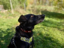 TINKA, Hund, Mischlingshund in Eschborn - Bild 4