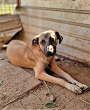 ZORRO, Hund, Mischlingshund in Rumänien - Bild 3