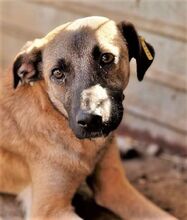 ZORRO, Hund, Mischlingshund in Rumänien - Bild 4