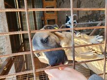 ZORRO, Hund, Mischlingshund in Rumänien - Bild 5