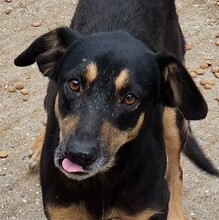 FLEKI, Hund, Labrador-Deutscher Schäferhund-Mix in Ungarn - Bild 1