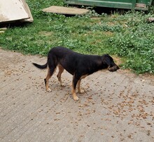 FLEKI, Hund, Labrador-Deutscher Schäferhund-Mix in Ungarn - Bild 10