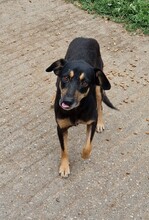 FLEKI, Hund, Labrador-Deutscher Schäferhund-Mix in Ungarn - Bild 2