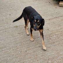 FLEKI, Hund, Labrador-Deutscher Schäferhund-Mix in Ungarn - Bild 3