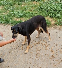 FLEKI, Hund, Labrador-Deutscher Schäferhund-Mix in Ungarn - Bild 4