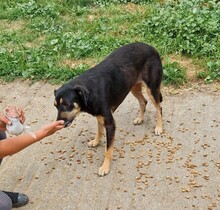 FLEKI, Hund, Labrador-Deutscher Schäferhund-Mix in Ungarn - Bild 5