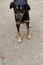 FLEKI, Hund, Labrador-Deutscher Schäferhund-Mix in Ungarn - Bild 6