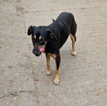 FLEKI, Hund, Labrador-Deutscher Schäferhund-Mix in Ungarn - Bild 7