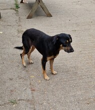 FLEKI, Hund, Labrador-Deutscher Schäferhund-Mix in Ungarn - Bild 8