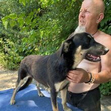 FLEKI, Hund, Labrador-Deutscher Schäferhund-Mix in Mommenheim - Bild 3