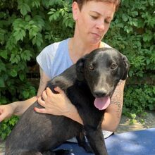 FLUKI, Hund, Labrador-Deutscher Schäferhund-Mix in Ungarn - Bild 2