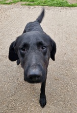 OND, Hund, Labrador-Deutscher Schäferhund-Mix in Ungarn - Bild 10