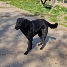 OND, Hund, Labrador-Deutscher Schäferhund-Mix in Ungarn - Bild 6