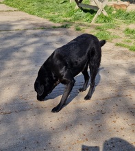 OND, Hund, Labrador-Deutscher Schäferhund-Mix in Ungarn - Bild 7