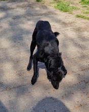 OND, Hund, Labrador-Deutscher Schäferhund-Mix in Ungarn - Bild 8