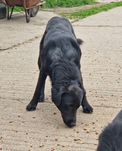 OND, Hund, Labrador-Deutscher Schäferhund-Mix in Ungarn - Bild 9