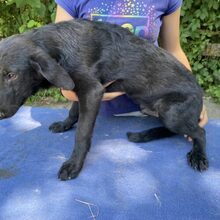 OND, Hund, Labrador-Deutscher Schäferhund-Mix in Mommenheim - Bild 2