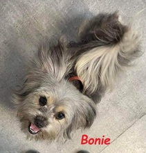 BONNIE, Hund, Yorkshire Terrier-Mix in Wolfhagen