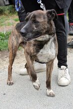 FERO, Hund, Mischlingshund in Ungarn - Bild 2