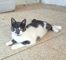 PALLO, Katze, Europäisch Kurzhaar in Italien - Bild 1