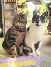 PALLO, Katze, Europäisch Kurzhaar in Italien - Bild 3