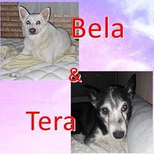 BELA, Hund, Mischlingshund in Bulgarien - Bild 1