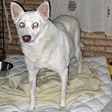 BELA, Hund, Mischlingshund in Bulgarien - Bild 10