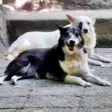 BELA, Hund, Mischlingshund in Bulgarien - Bild 4