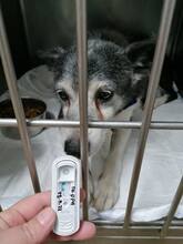 BELA, Hund, Mischlingshund in Bulgarien - Bild 5