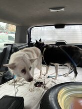 BELA, Hund, Mischlingshund in Bulgarien - Bild 6