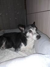 TERA, Hund, Mischlingshund in Bulgarien - Bild 12