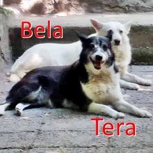 TERA, Hund, Mischlingshund in Bulgarien - Bild 7