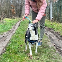 TERA, Hund, Mischlingshund in Bulgarien - Bild 9