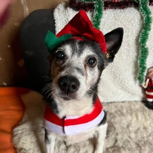 TERA, Hund, Mischlingshund in Wietze