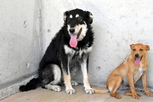 HAARIS, Hund, Mischlingshund in Italien - Bild 2