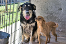 HAARIS, Hund, Mischlingshund in Italien - Bild 4