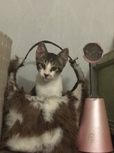 MAXIM, Katze, Hauskatze in Bulgarien - Bild 1