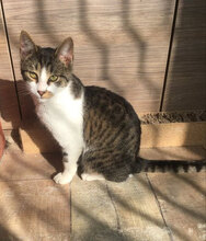 MAXIM, Katze, Hauskatze in Königswinter - Bild 2
