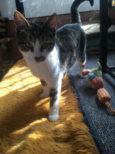 MAXIM, Katze, Hauskatze in Königswinter - Bild 3