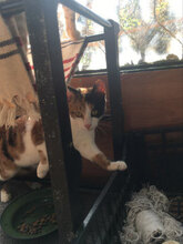 MAYA, Katze, Hauskatze in Bulgarien