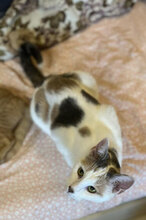STELLA, Katze, Hauskatze in Bulgarien - Bild 4