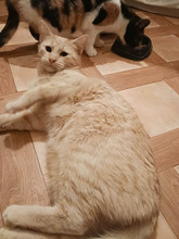 BARNABY, Katze, Hauskatze in Bulgarien - Bild 4