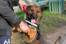NYAKI, Hund, Mischlingshund in Ungarn - Bild 1