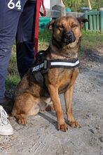 NYAKI, Hund, Mischlingshund in Ungarn - Bild 2